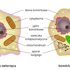 Komórka: Co to jest? Budowa, funkcje i typy życia