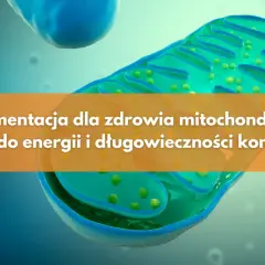 Metabolizm: Klucz do energii i zdrowia. Jak działa Twoje ciało?
