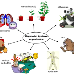 Czym zajmuje się biologia? Odkryj naukę o życiu i jej znaczenie