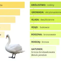 Co to jest systematyka w biologii? Odkryj porządek życia!