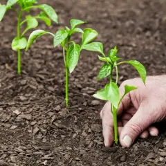 Sukcesja ekologiczna: Jak natura leczy rany i tworzy życie od nowa?