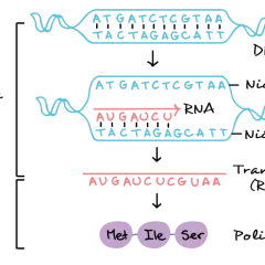 Transkrypcja: Jak DNA staje się RNA? Proces krok po kroku