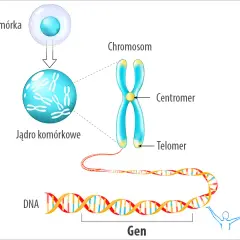 Gen: Co to jest? Od DNA do cechy kompletny przewodnik.