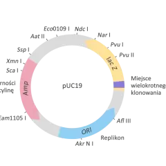 Wektor w biologii: Genetyczny vs epidemiologiczny rozwiej wątpliwości