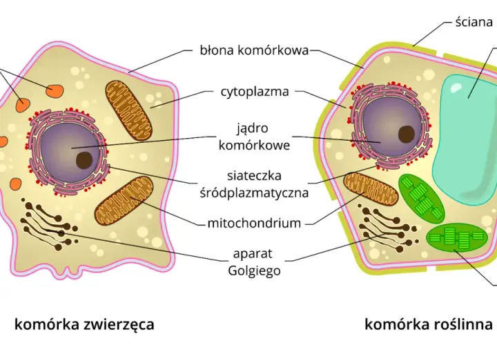 Komórka: Co to jest? Budowa, funkcje i typy życia