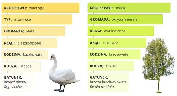 Co to jest systematyka w biologii? Odkryj porządek życia!