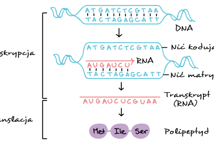 Transkrypcja: Jak DNA staje się RNA? Proces krok po kroku