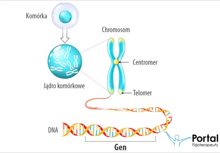 Gen: Co to jest? Od DNA do cechy kompletny przewodnik.