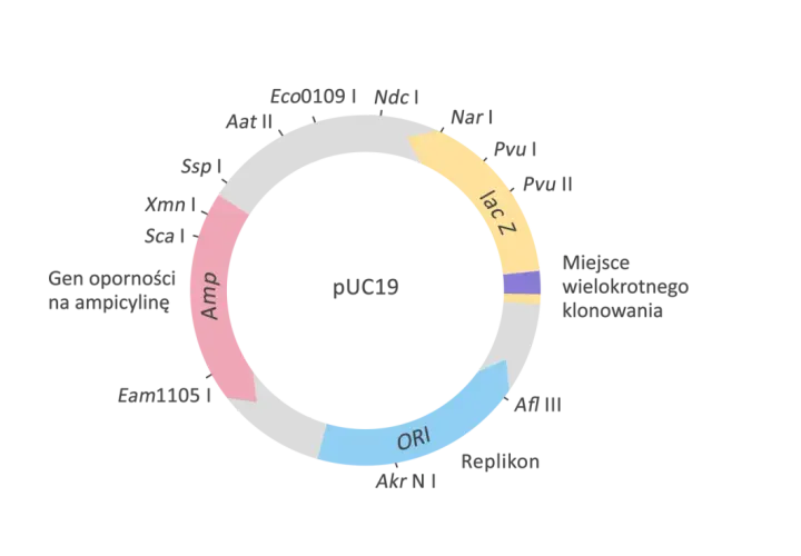 Wektor w biologii: Genetyczny vs epidemiologiczny rozwiej wątpliwości