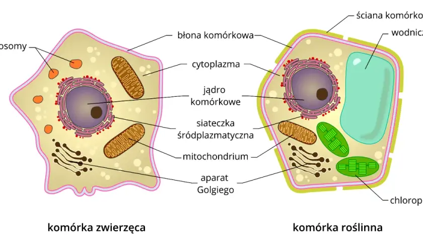Komórka: Co to jest? Budowa, funkcje i typy życia