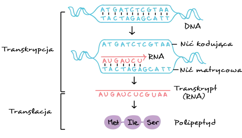 Transkrypcja: Jak DNA staje się RNA? Proces krok po kroku