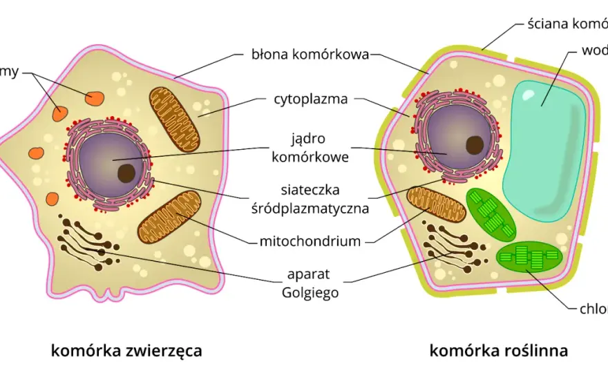 Komórka: Co to jest? Budowa, funkcje i typy życia