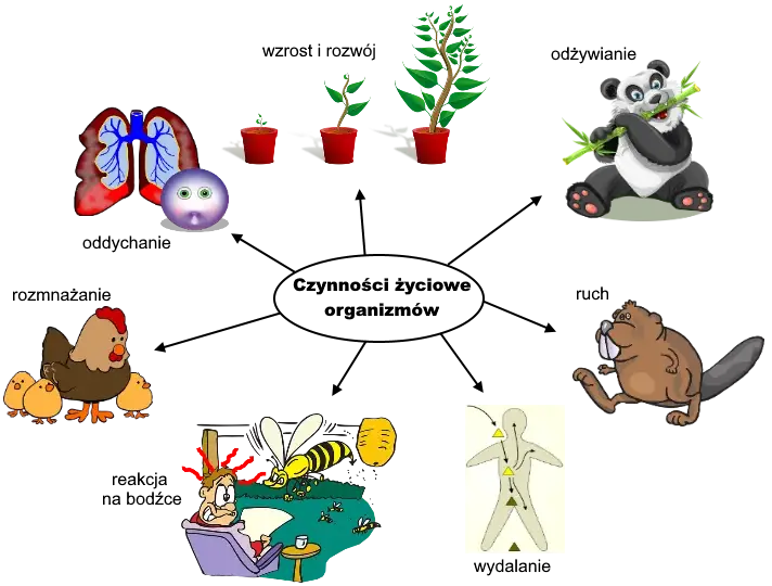 Czym zajmuje się biologia? Odkryj naukę o życiu i jej znaczenie