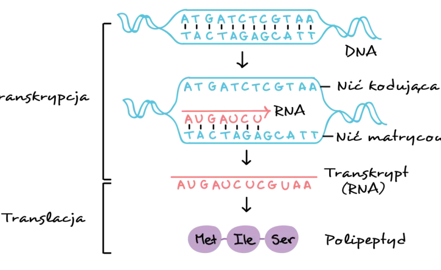 Transkrypcja: Jak DNA staje się RNA? Proces krok po kroku