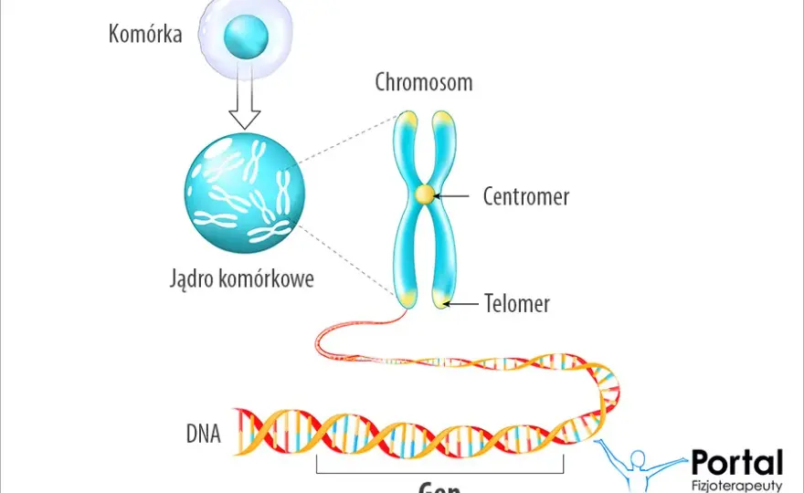 Gen: Co to jest? Od DNA do cechy kompletny przewodnik.