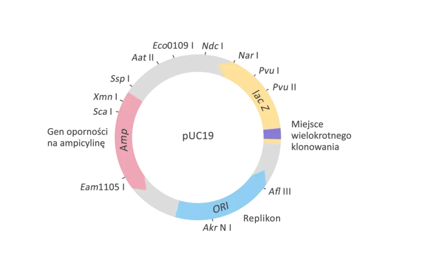 Wektor w biologii: Genetyczny vs epidemiologiczny rozwiej wątpliwości