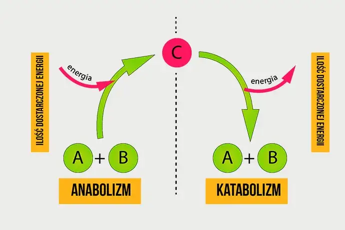 schemat anabolizm katabolizm