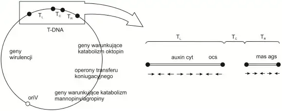 wektor genetyczny plazmid schemat