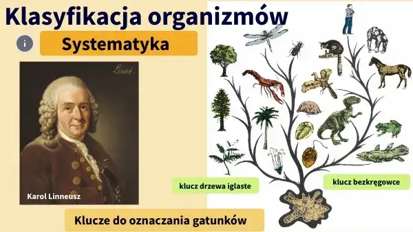 Karol Linneusz system klasyfikacji