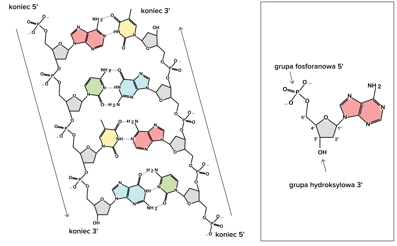 schemat struktury dna