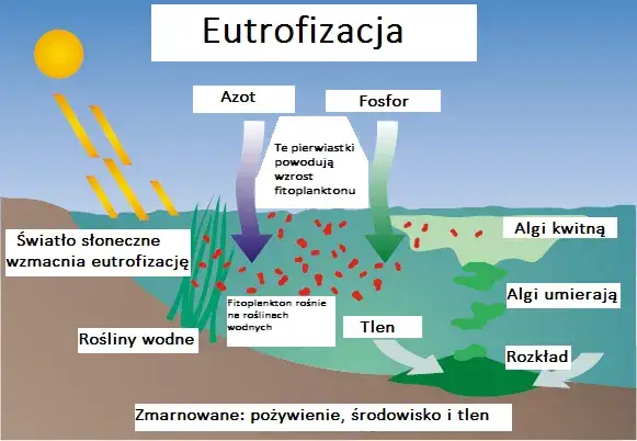 Schemat procesu eutrofizacji wody
