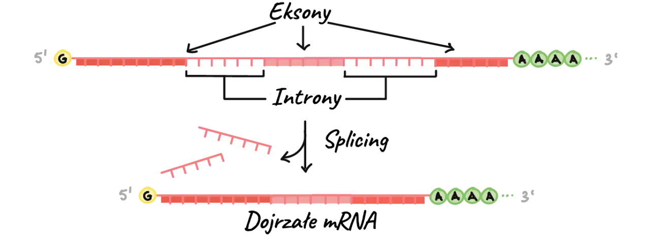 schemat splicingu RNA
