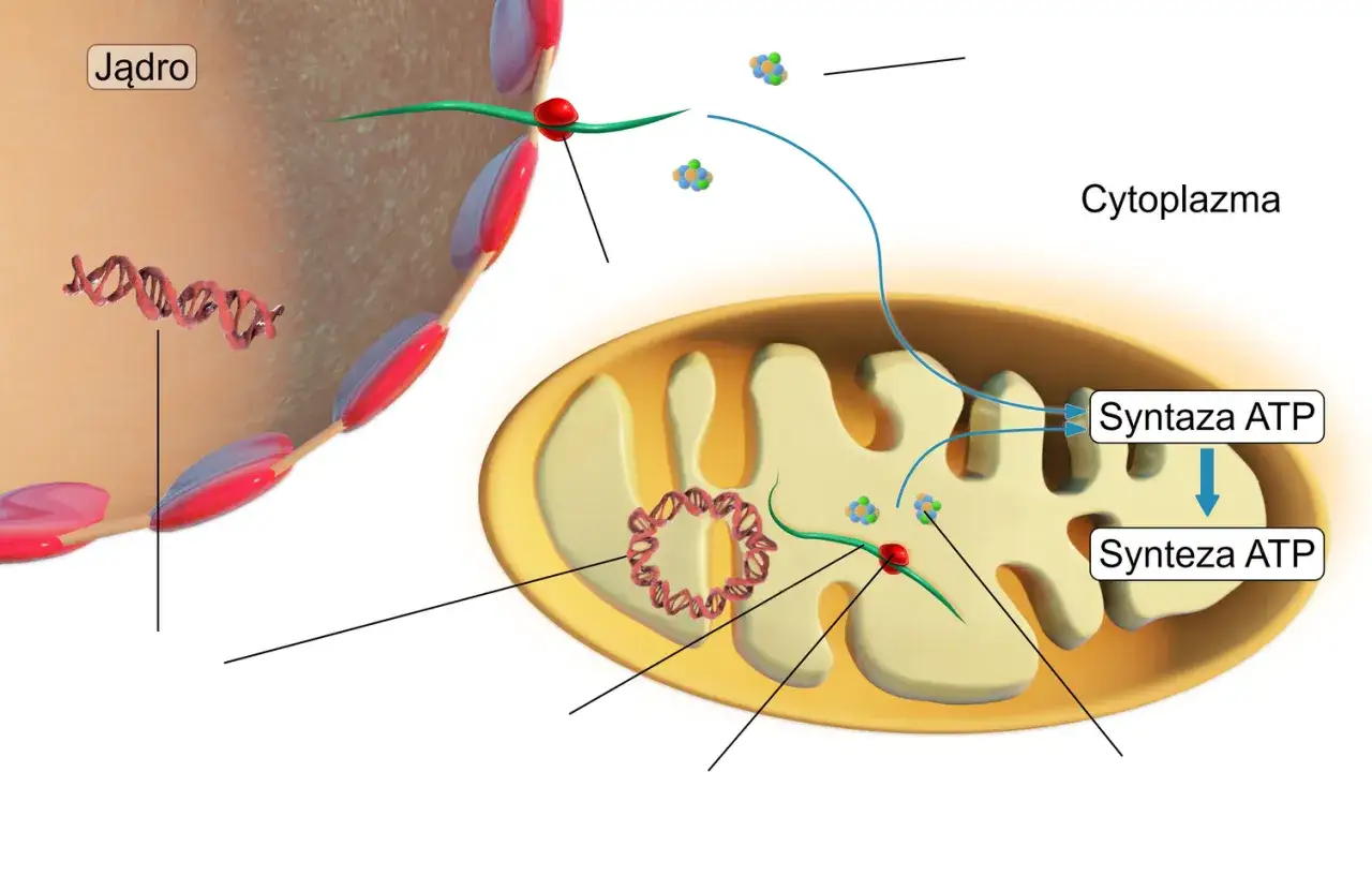 Mitochondria chloroplasty synteza ATP schemat