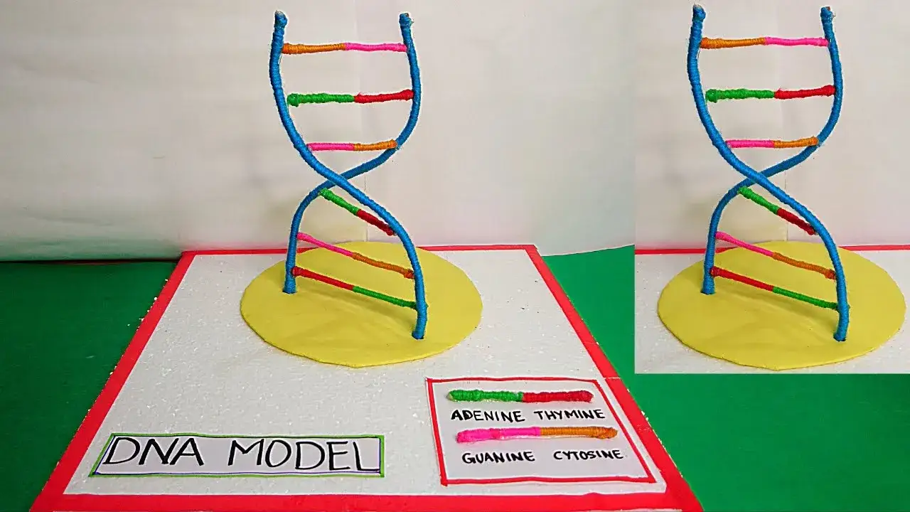 przykłady materiałów do modelu dna