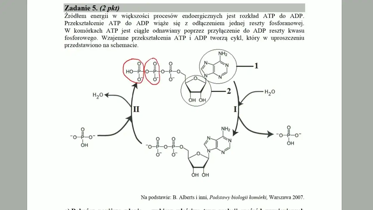 budowa i cykl atp