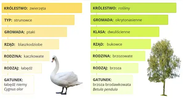 systematyka biologia klasyfikacja organizm&oacute;w