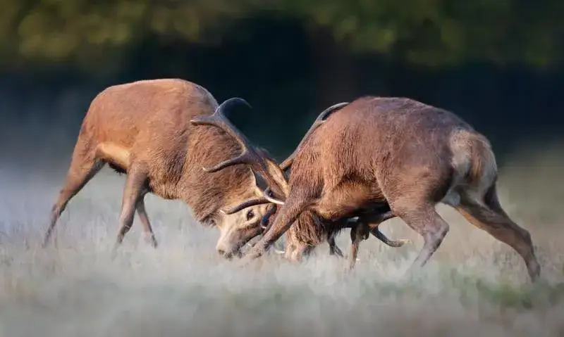 rykowisko jeleni, walka o samice