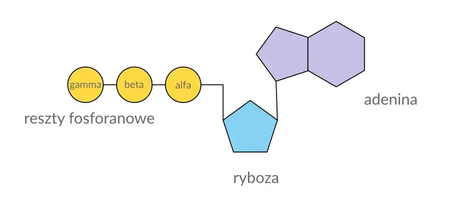ATP budowa cząsteczki schemat