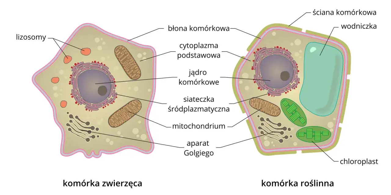 por&oacute;wnanie kom&oacute;rki roślinnej i zwierzęcej schemat